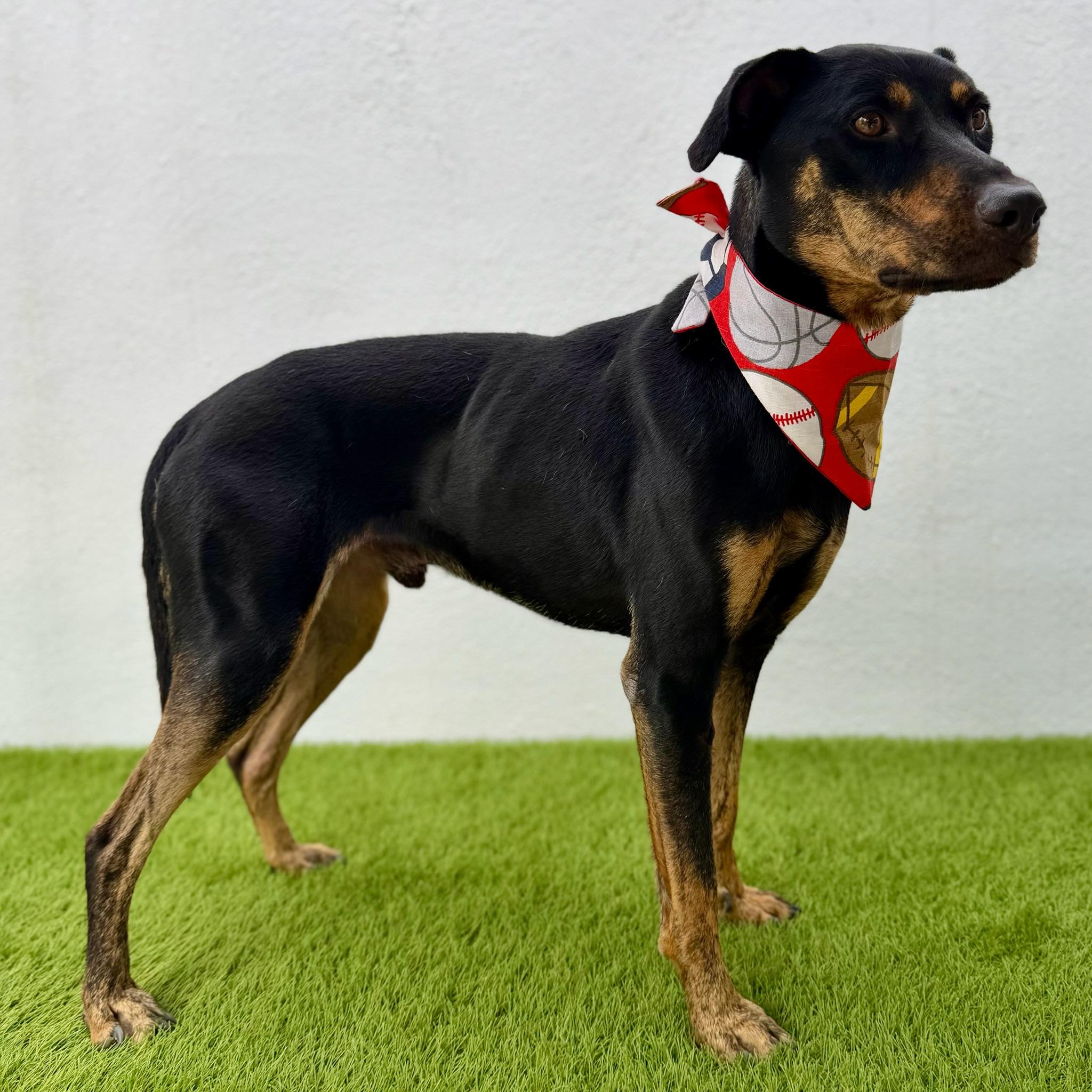 Enlarge OLIVER, a Adoptable mixed breed in La Jolla, CA image 6/6