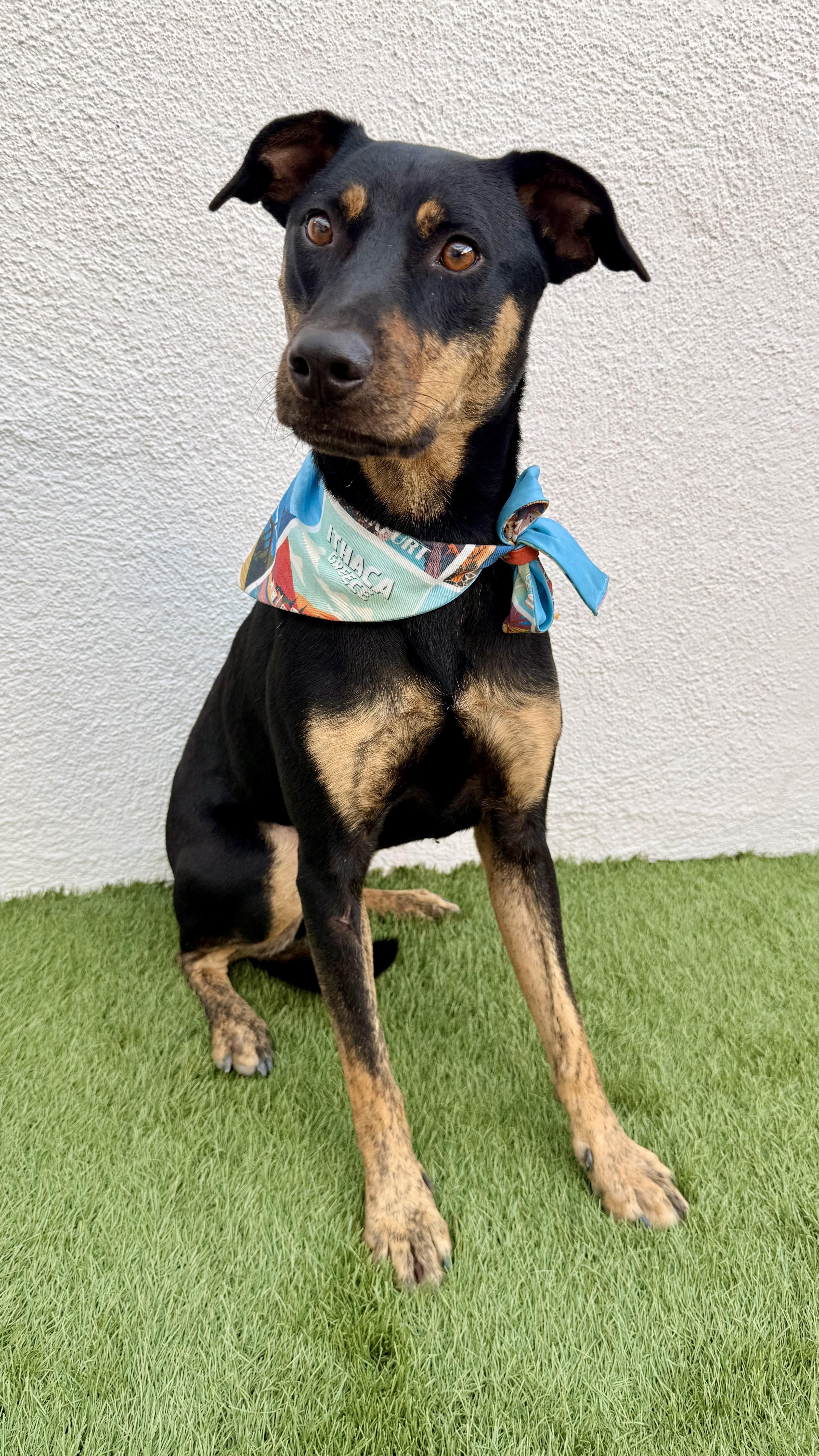 Enlarge OLIVER, a Adoptable mixed breed in San Diego, CA image 5/6