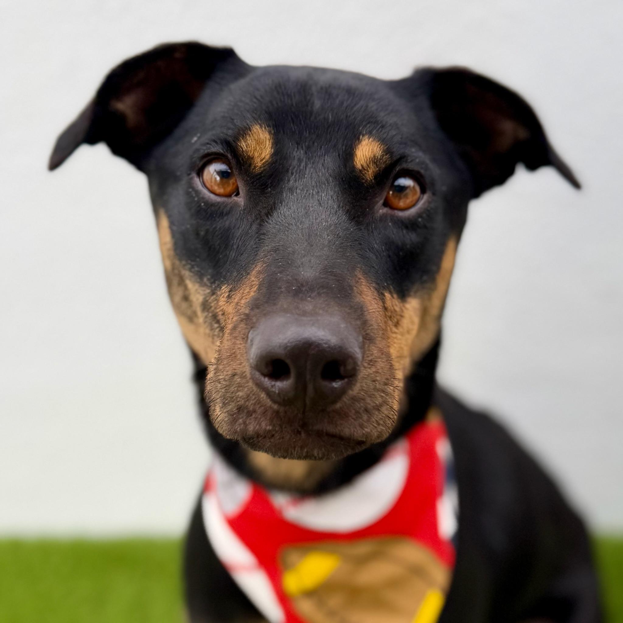 Enlarge OLIVER, a Adoptable mixed breed in La Jolla, CA image 4/6