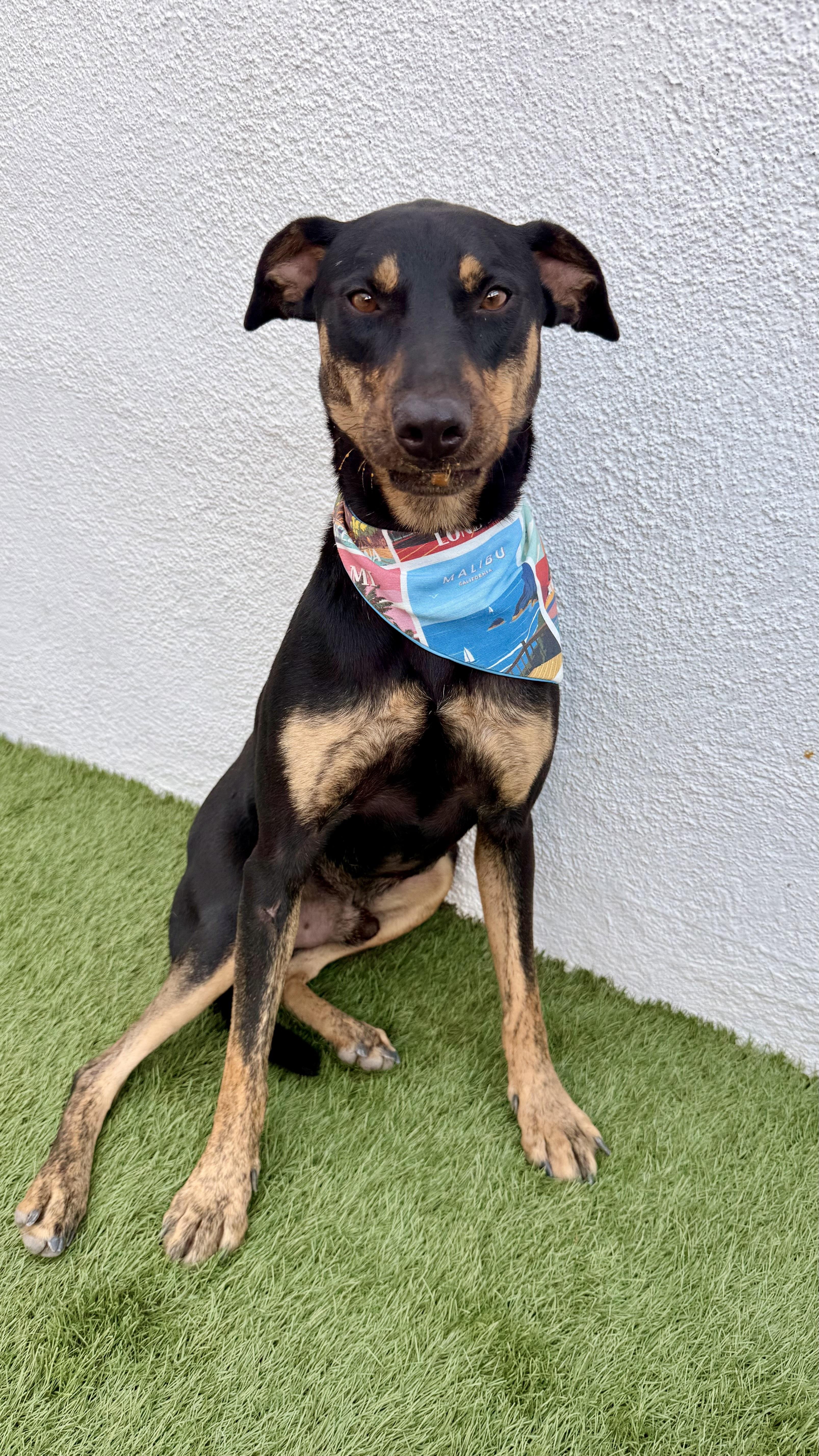 Enlarge OLIVER, a Adoptable mixed breed in San Diego, CA image 6/6