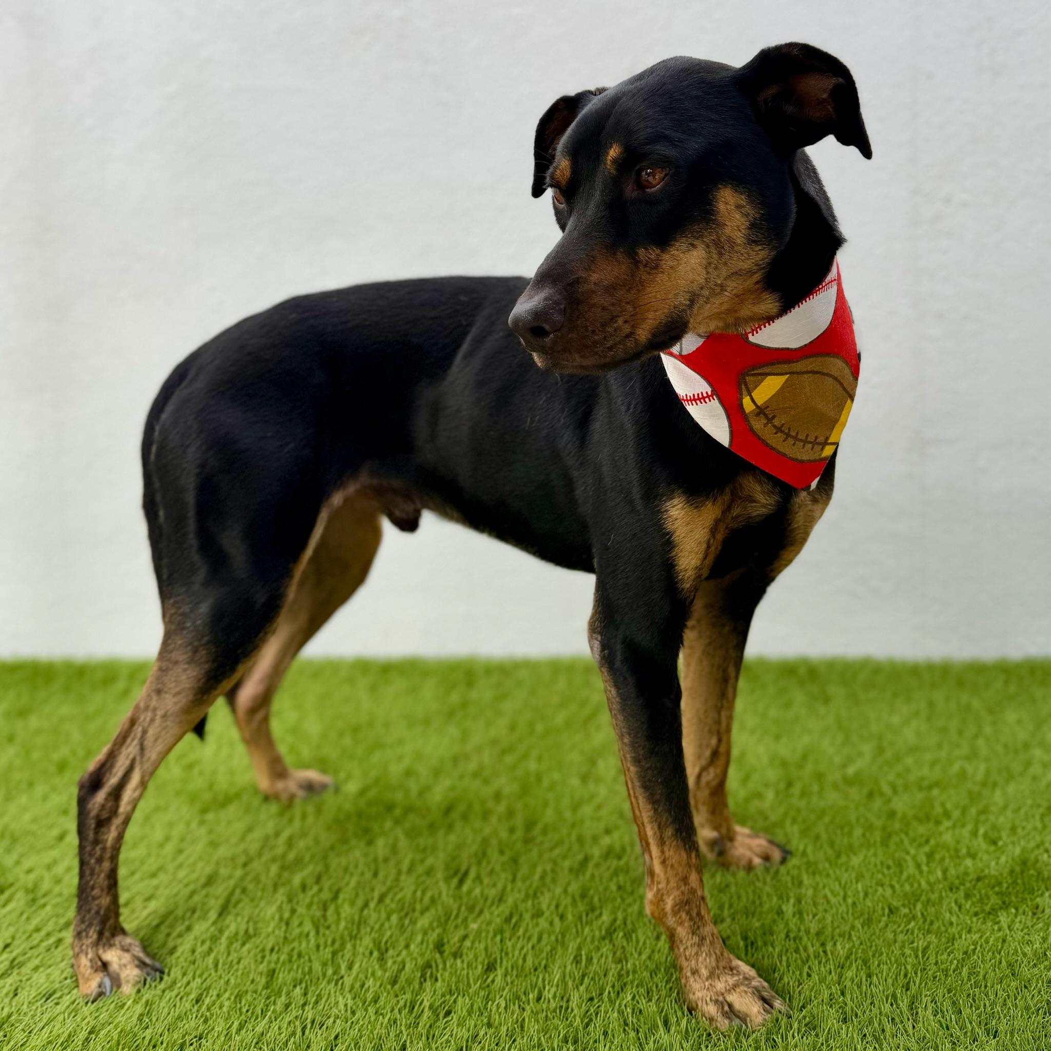 Enlarge OLIVER, a Adoptable mixed breed in La Jolla, CA image 2/6