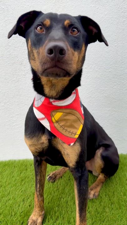 Enlarge OLIVER, a Adoptable mixed breed in La Jolla, CA video 3/6