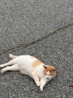 Frolian, ADOPTABLE, Adult Male Domestic Short Hair.