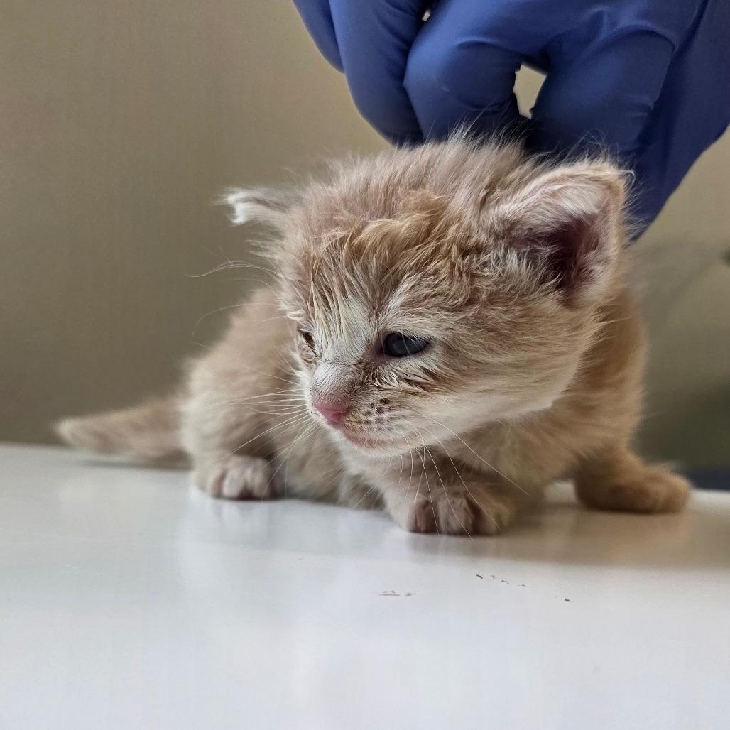 Enlarge Buttercup, a Adoptable Domestic Medium Hair in Mount Shasta, CA image 1/6