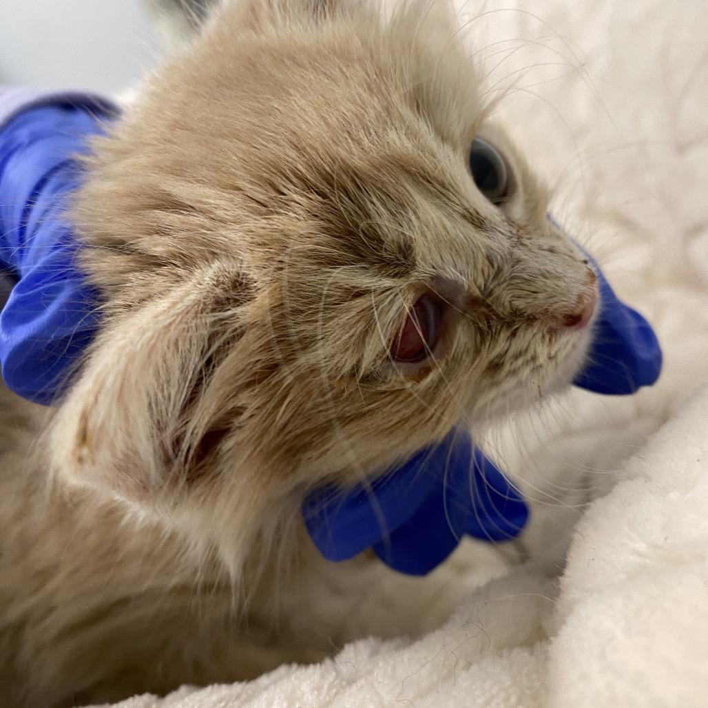 Enlarge Buttercup, a Adoptable Domestic Medium Hair in Mount Shasta, CA image 2/6