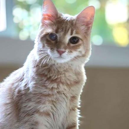 Enlarge Buttercup, a Adoptable Domestic Medium Hair in Mount Shasta, CA image 3/6