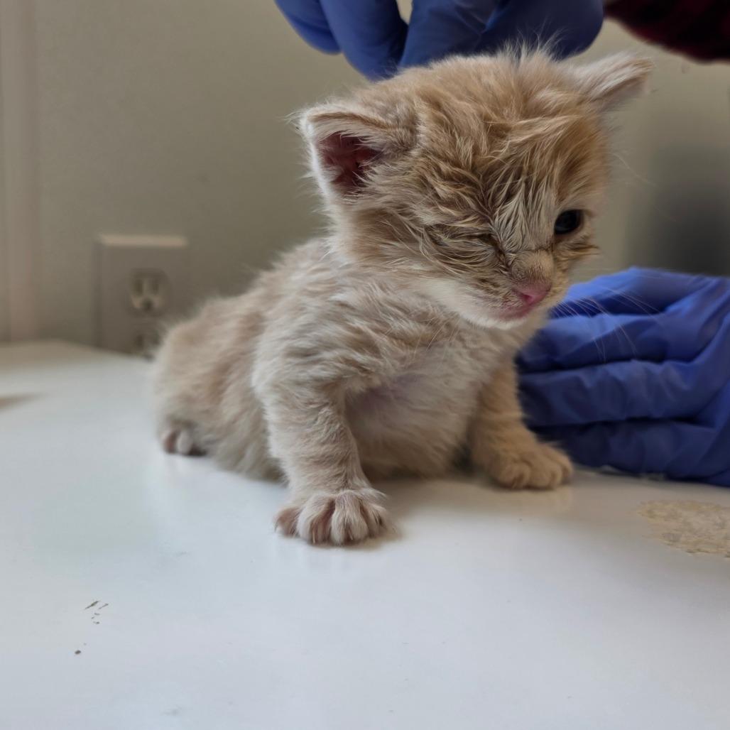 Enlarge Buttercup, a Adoptable Domestic Medium Hair in Mount Shasta, CA image 4/6