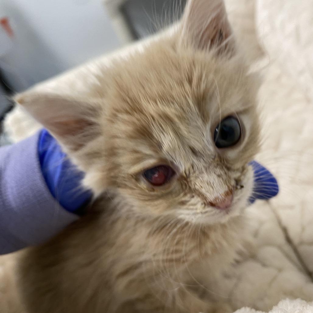 Enlarge Buttercup, a Adoptable Domestic Medium Hair in Mount Shasta, CA image 5/6
