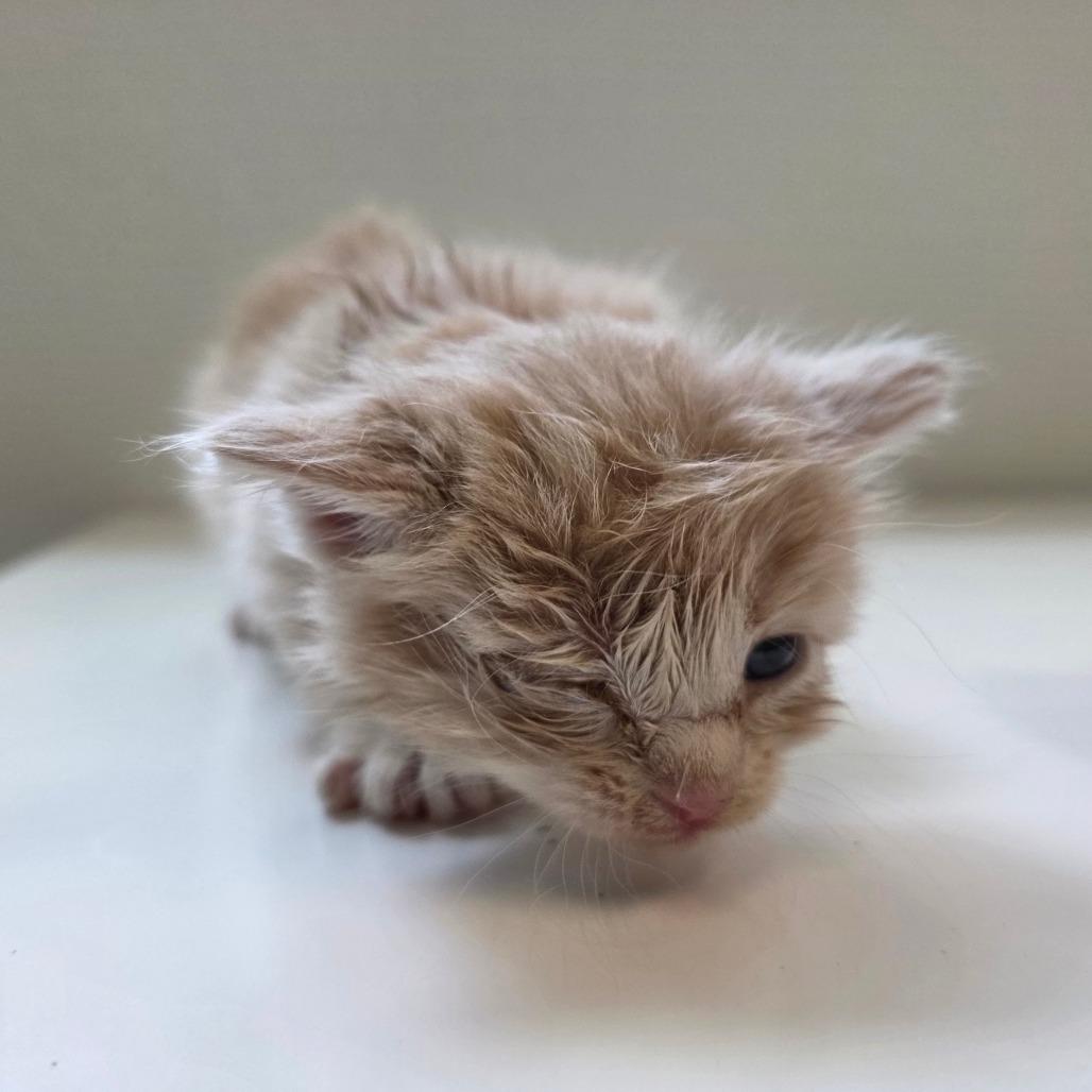 Enlarge Buttercup, a Adoptable Domestic Medium Hair in Mount Shasta, CA image 6/6