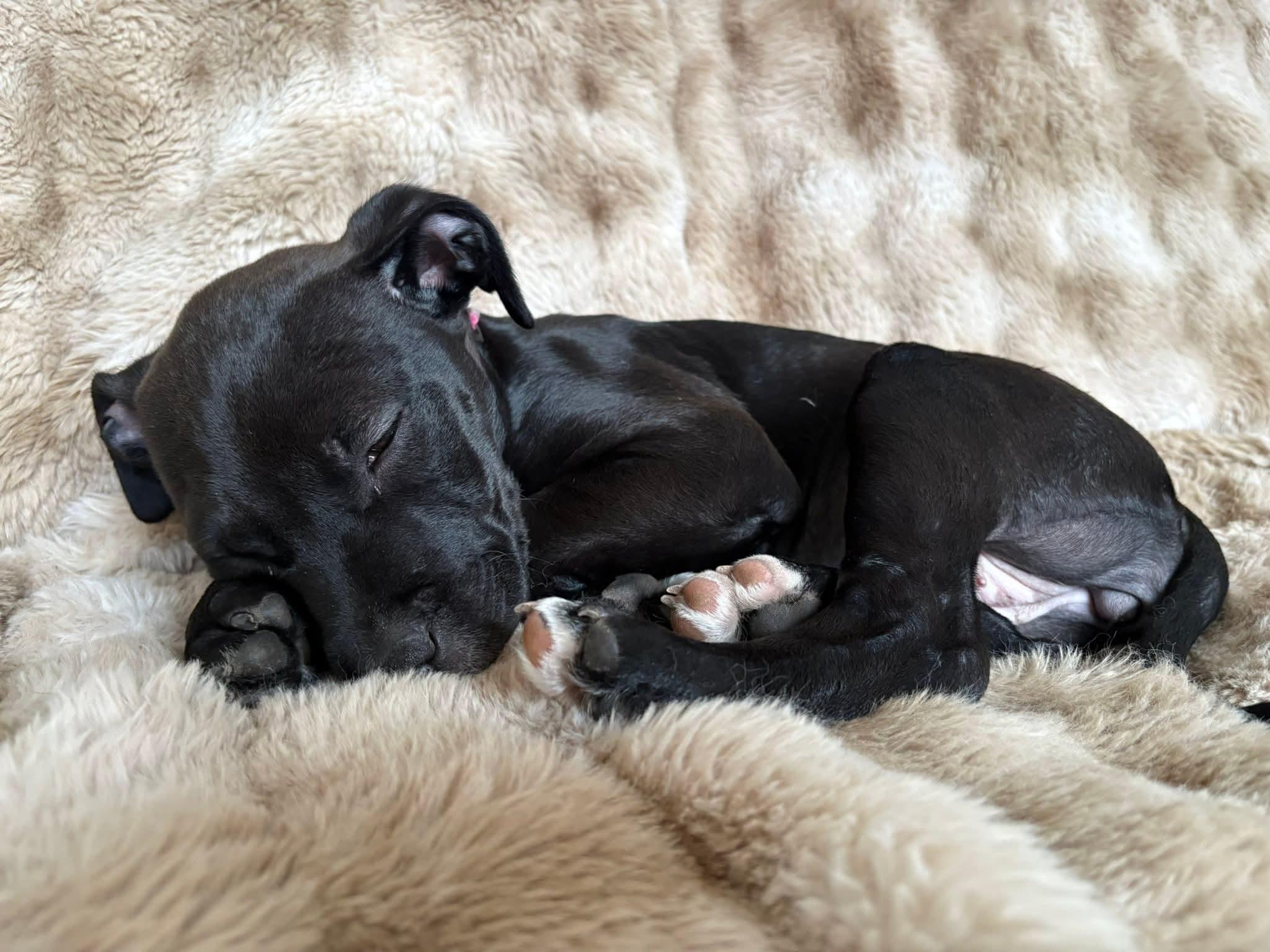 Enlarge Buffy, a ADOPTABLE mixed breed in Collingswood, NJ image 2/3