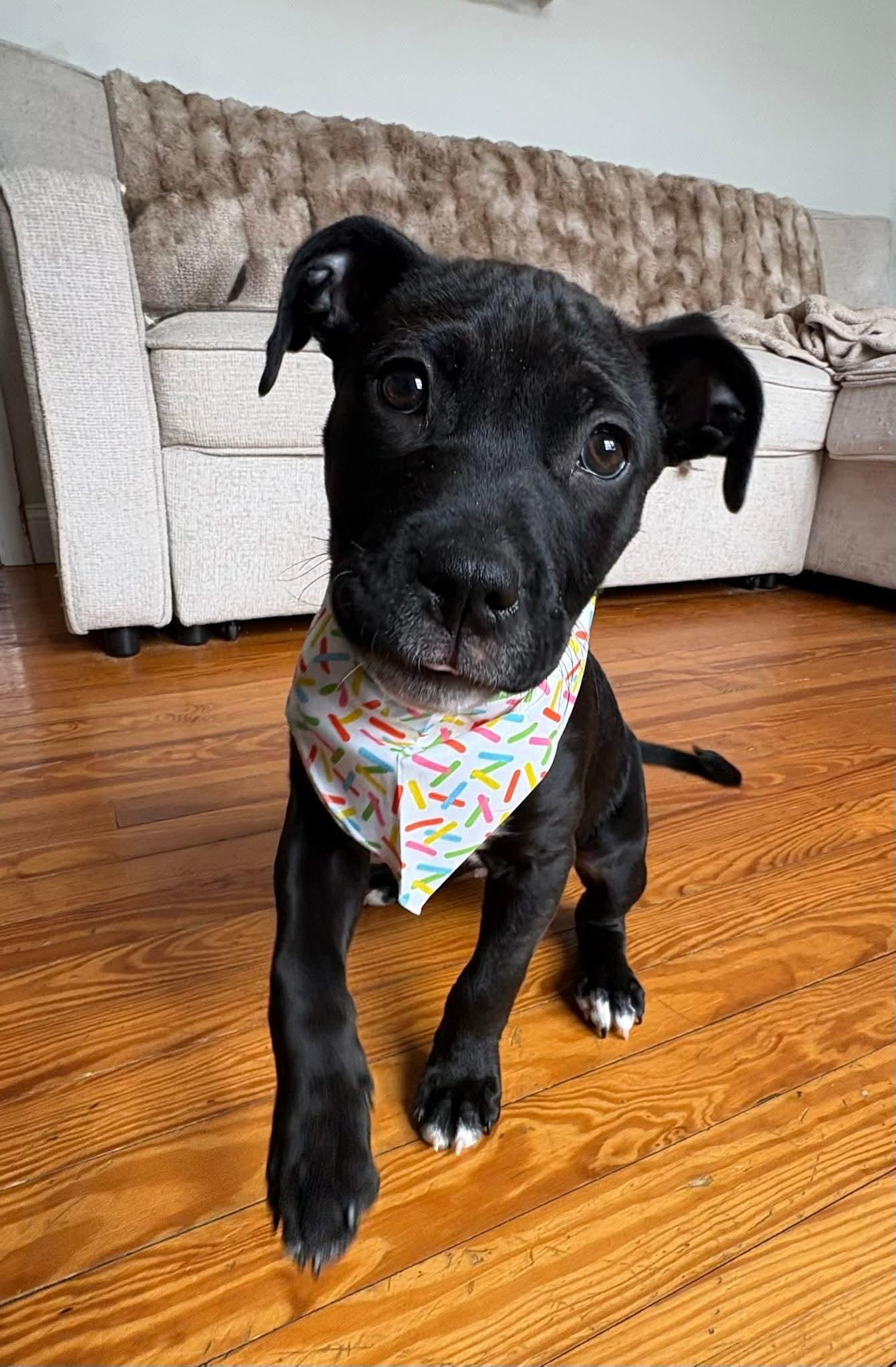 Enlarge Buffy, a ADOPTABLE mixed breed in Collingswood, NJ image 1/3