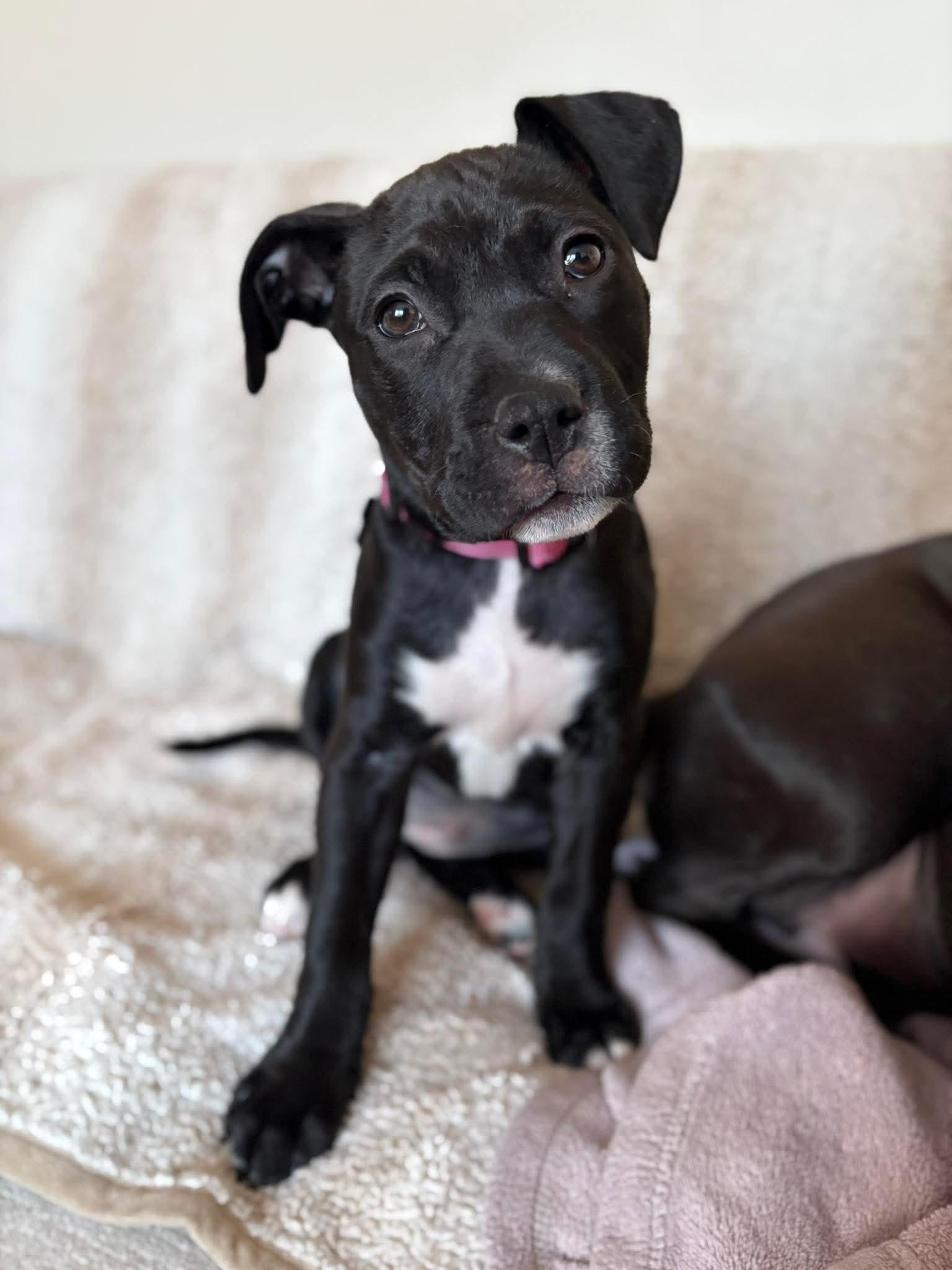 Enlarge Buffy, a ADOPTABLE mixed breed in Collingswood, NJ image 3/3