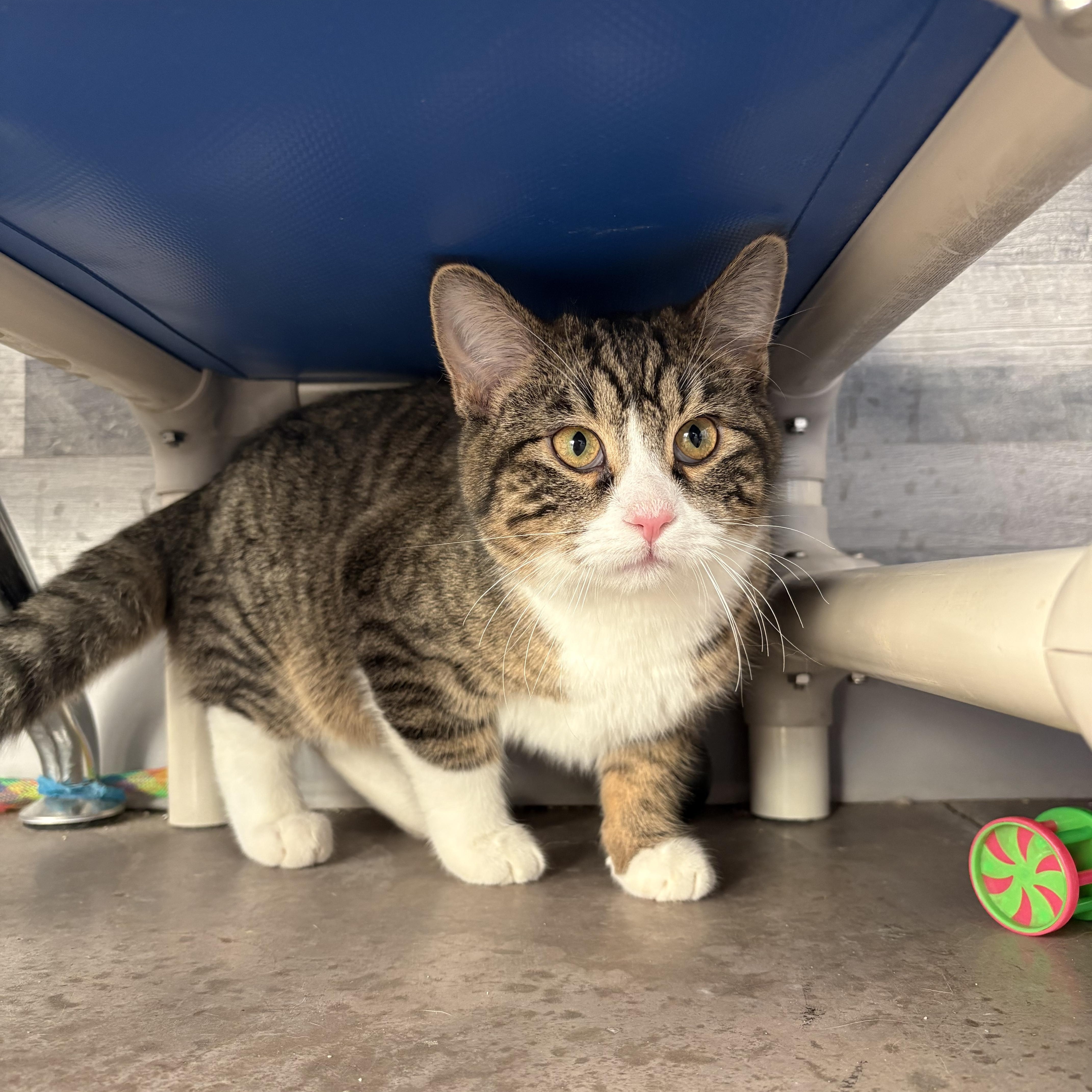 Dante, an adopted mixed breed in Buena Vista, CO image 2/3