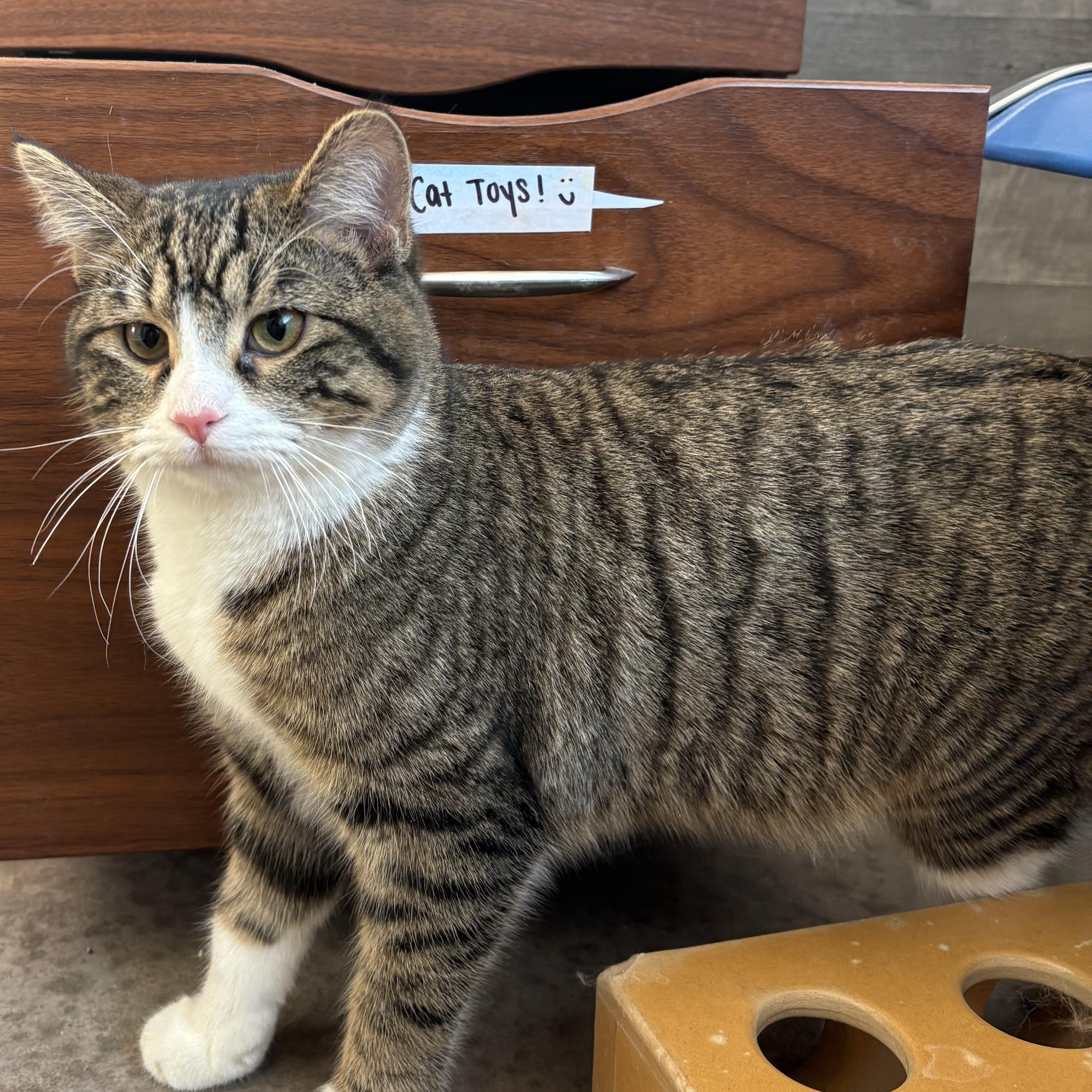 Dante, an adopted mixed breed in Buena Vista, CO image 3/3