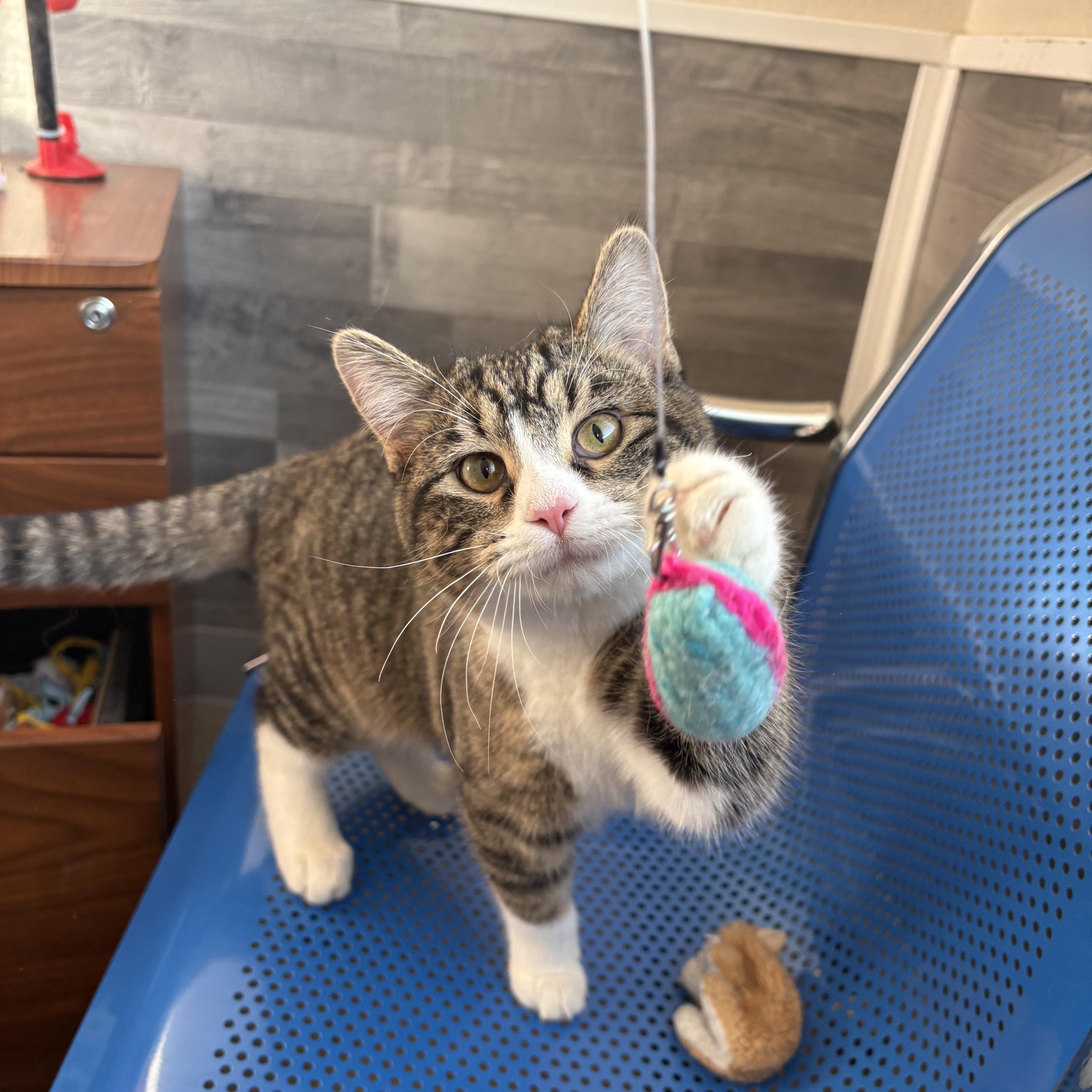 Dante, adopted, Kitten Male Domestic Medium Hair.