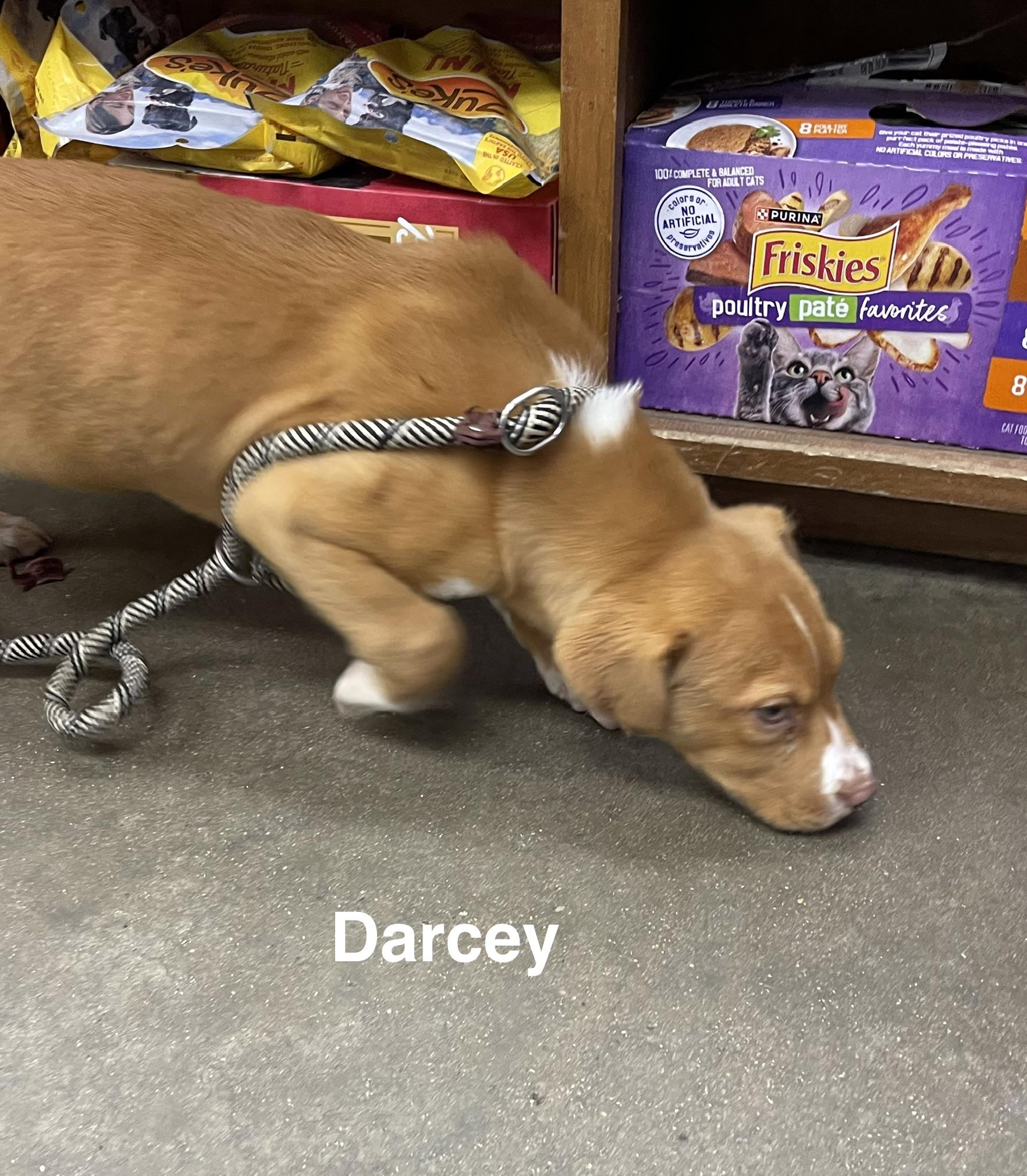 Darcey, ADOPTABLE, Puppy Female Hound.