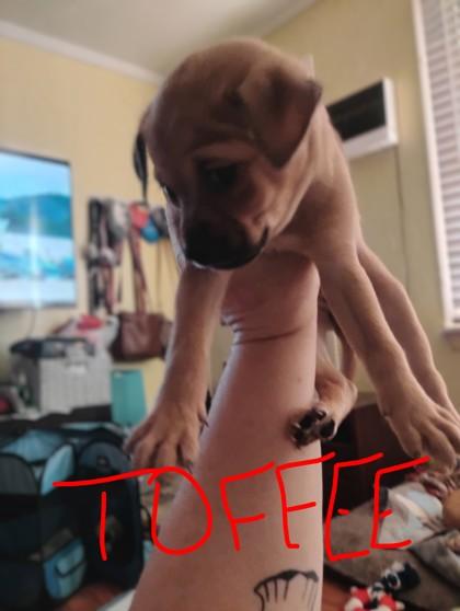 Toffee 50894, adopted, Puppy Female Mixed Breed.
