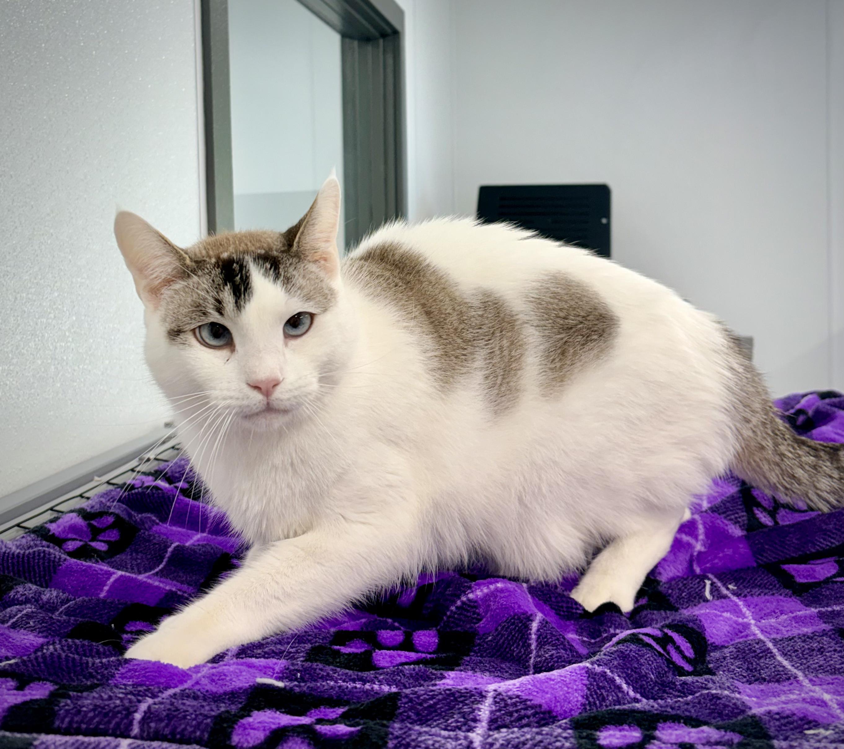 Stormy Ray, a ADOPTABLE mixed breed in Kalamazoo, MI image 2/2