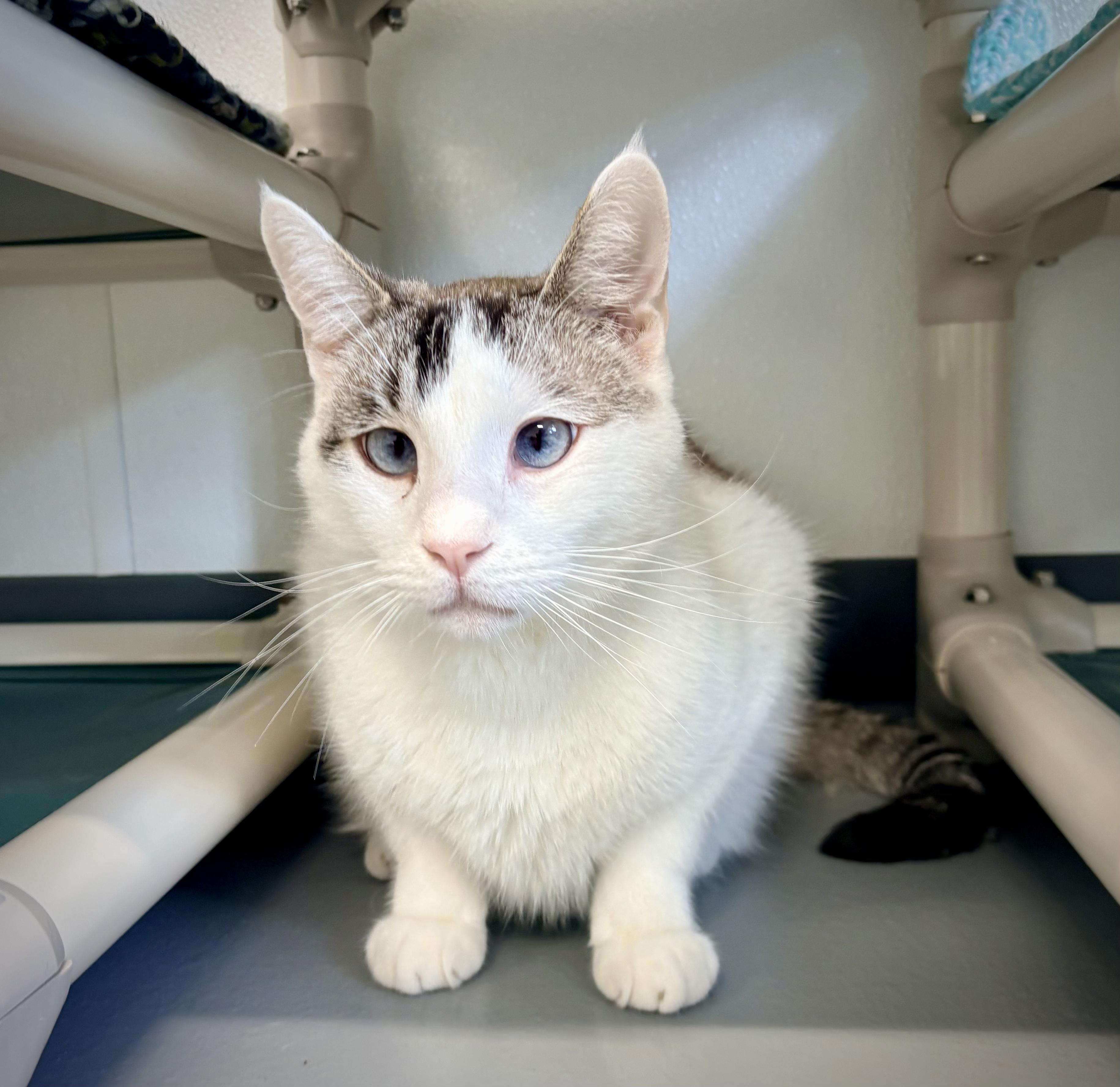 Stormy Ray, a ADOPTABLE mixed breed in Kalamazoo, MI image 1/2