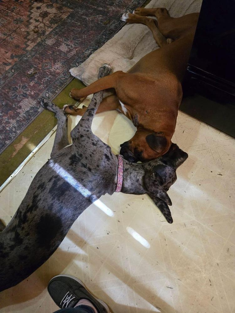 Dak, Adoptable, Puppy Male Great Dane & Boxer.