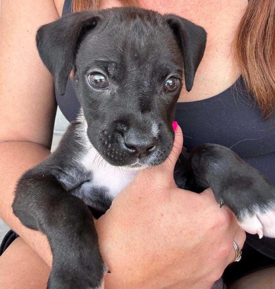 Enlarge Dak, a Adoptable mixed breed in Frisco, TX image 6/6