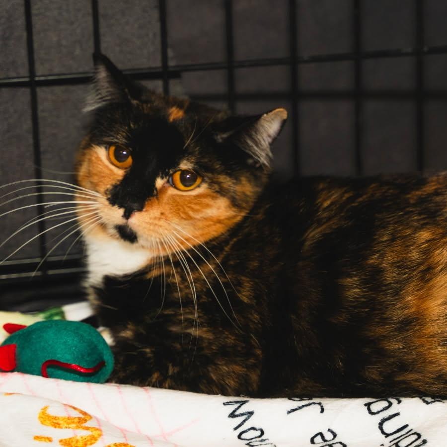 SABRINA