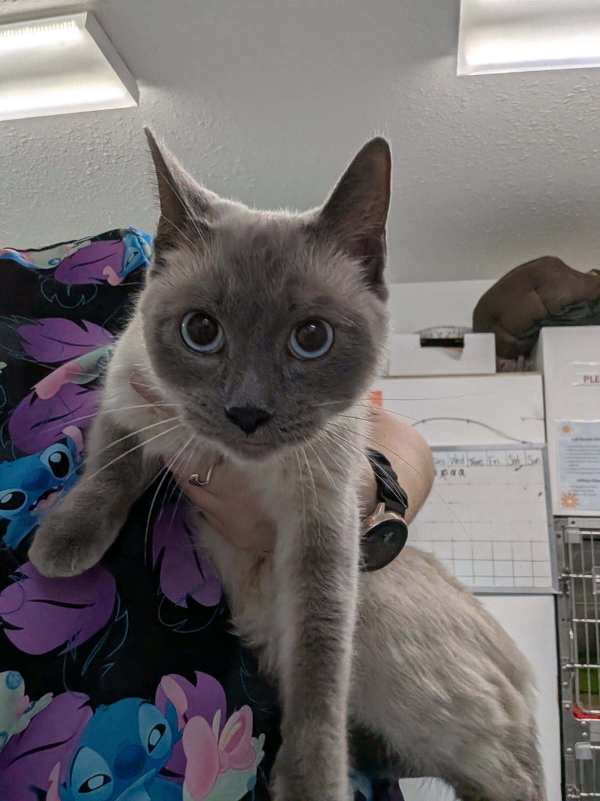 Opal, Adoptable, Young Female Domestic Short Hair.