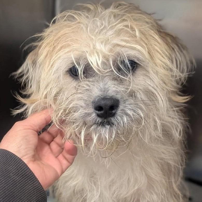 Q-Tip, a Adoptable Terrier in Richmond, VA image 1/6