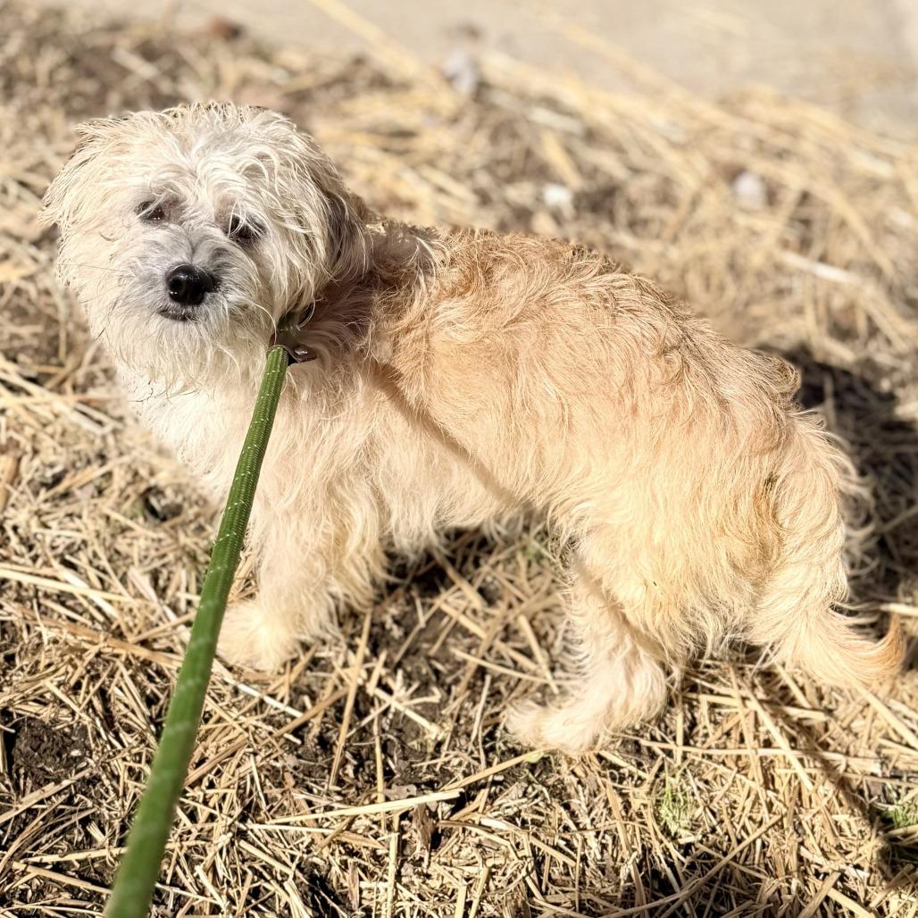 Q-Tip, a Adoptable Terrier in Richmond, VA image 2/6