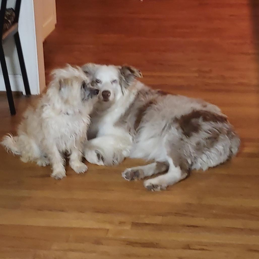 Q-Tip, a Adoptable Terrier in Richmond, VA image 3/6