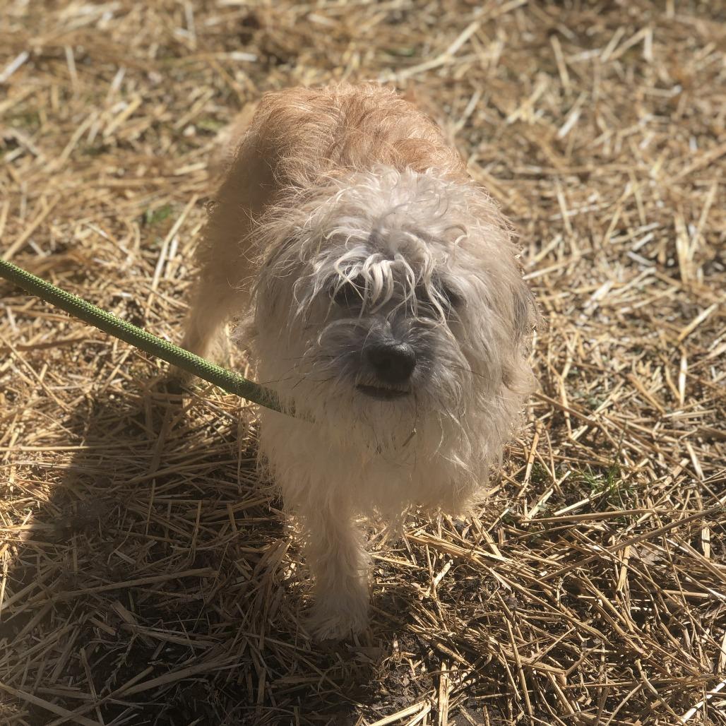Q-Tip, a Adoptable Terrier in Richmond, VA image 4/6