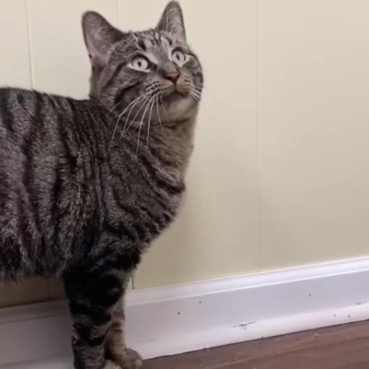 Enlarge Baron, an adoptable Domestic Short Hair in Royal Oak, MI image 2/6
