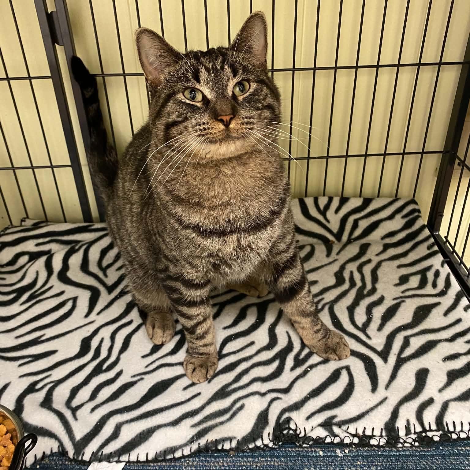 Enlarge Baron, an adoptable Domestic Short Hair in Royal Oak, MI image 1/6