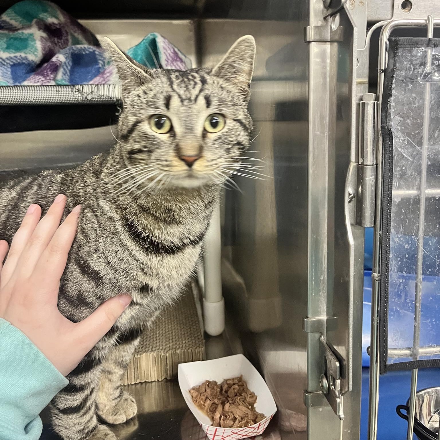 Enlarge Baron, a ADOPTABLE Domestic Short Hair in Royal Oak, MI image 1/4