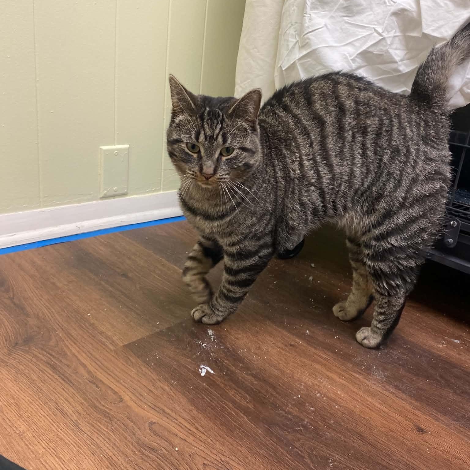 Enlarge Baron, an adoptable Domestic Short Hair in Royal Oak, MI image 6/6
