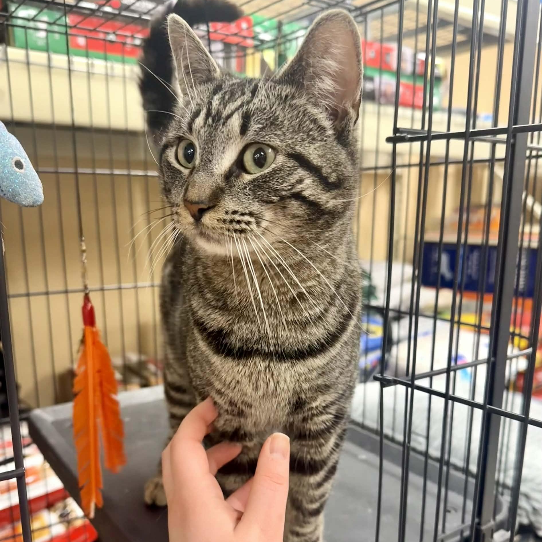 Enlarge Baron, a ADOPTABLE Domestic Short Hair in Royal Oak, MI image 2/4