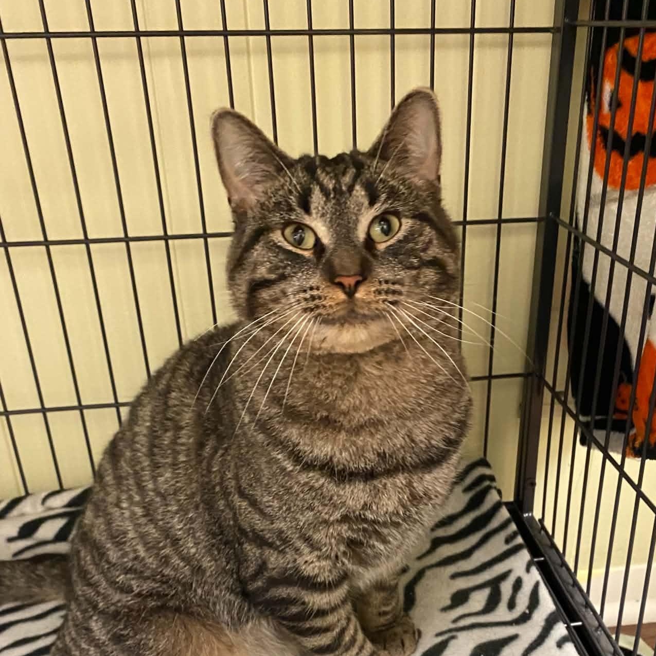 Enlarge Baron, an adoptable Domestic Short Hair in Royal Oak, MI image 4/6