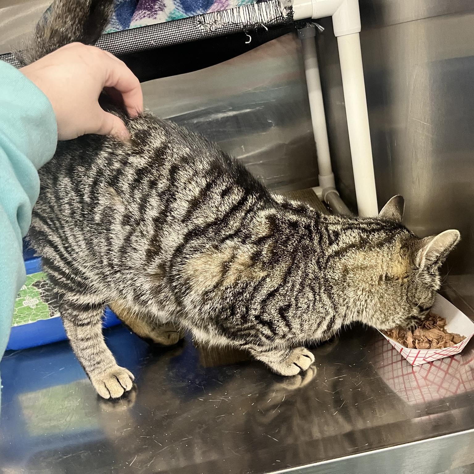 Enlarge Baron, a ADOPTABLE Domestic Short Hair in Royal Oak, MI image 3/4