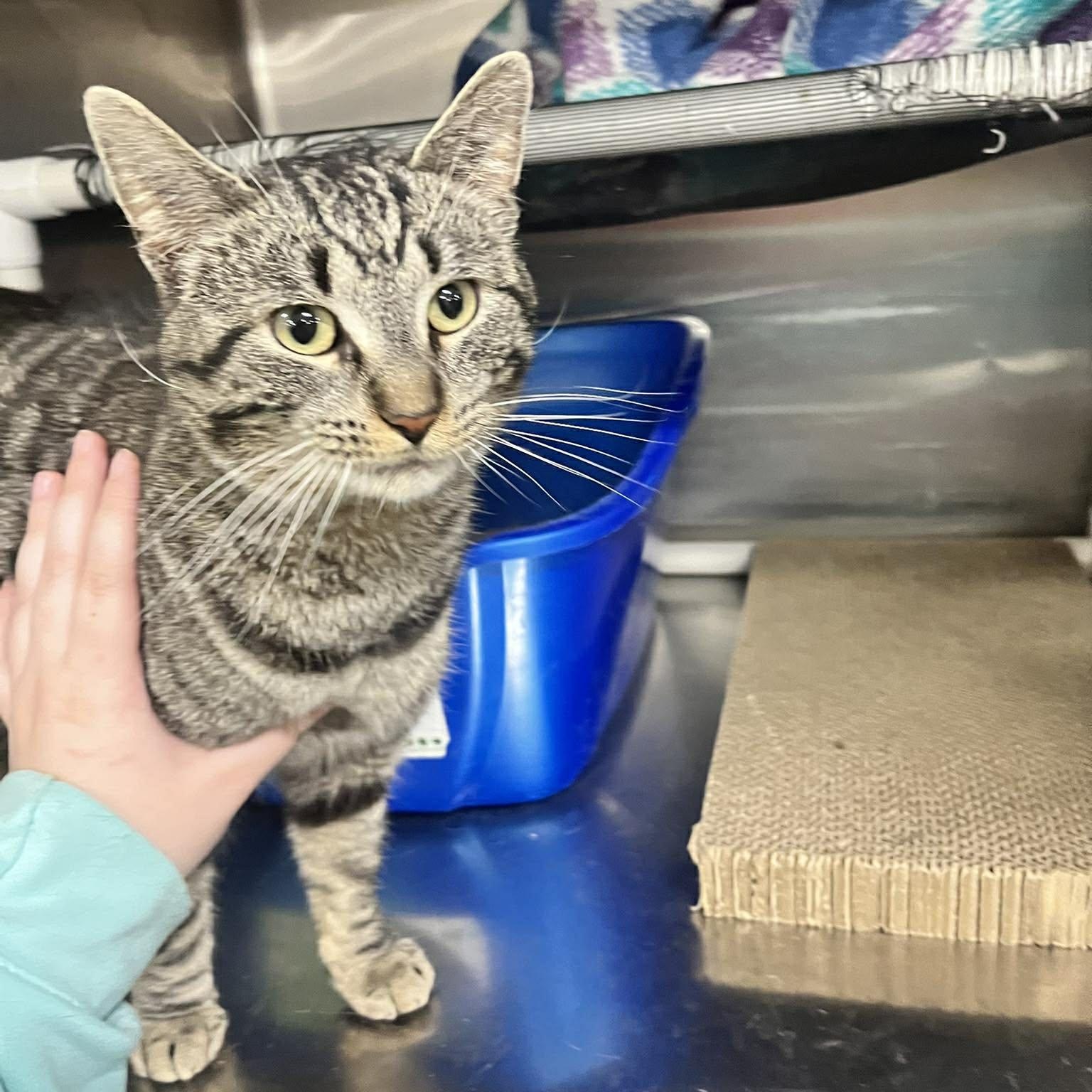 Enlarge Baron, a ADOPTABLE Domestic Short Hair in Royal Oak, MI image 4/4