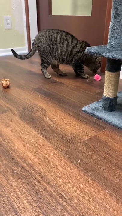 Enlarge Baron, an adoptable Domestic Short Hair in Royal Oak, MI video 3/6