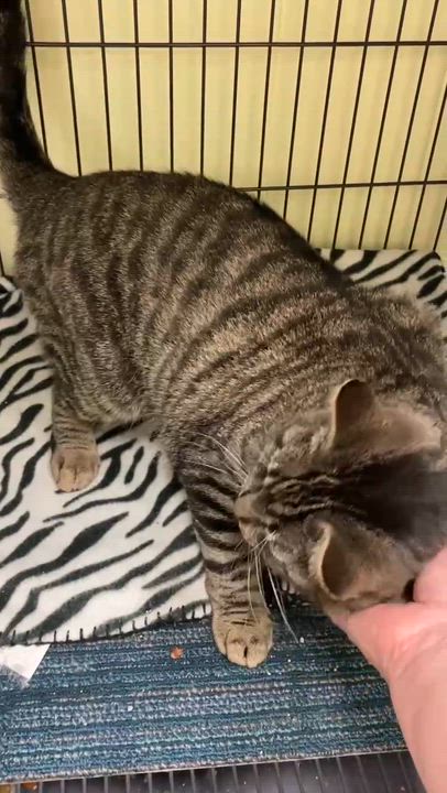 Enlarge Baron, an adoptable Domestic Short Hair in Royal Oak, MI video 5/6