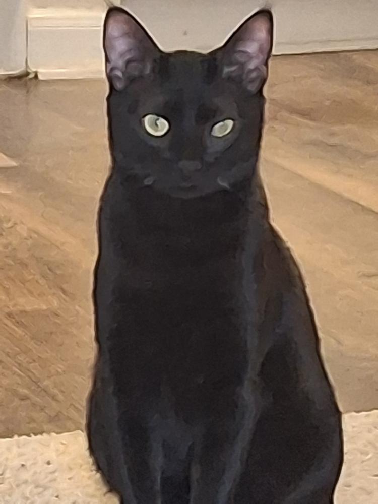 Enlarge Blackberry Hedge 2160, a Adoptable Domestic Short Hair in Dallas, TX image 1/4