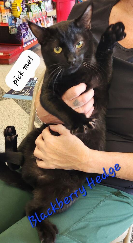 Blackberry Hedge 2160, Adoptable, Young Male Domestic Short Hair.