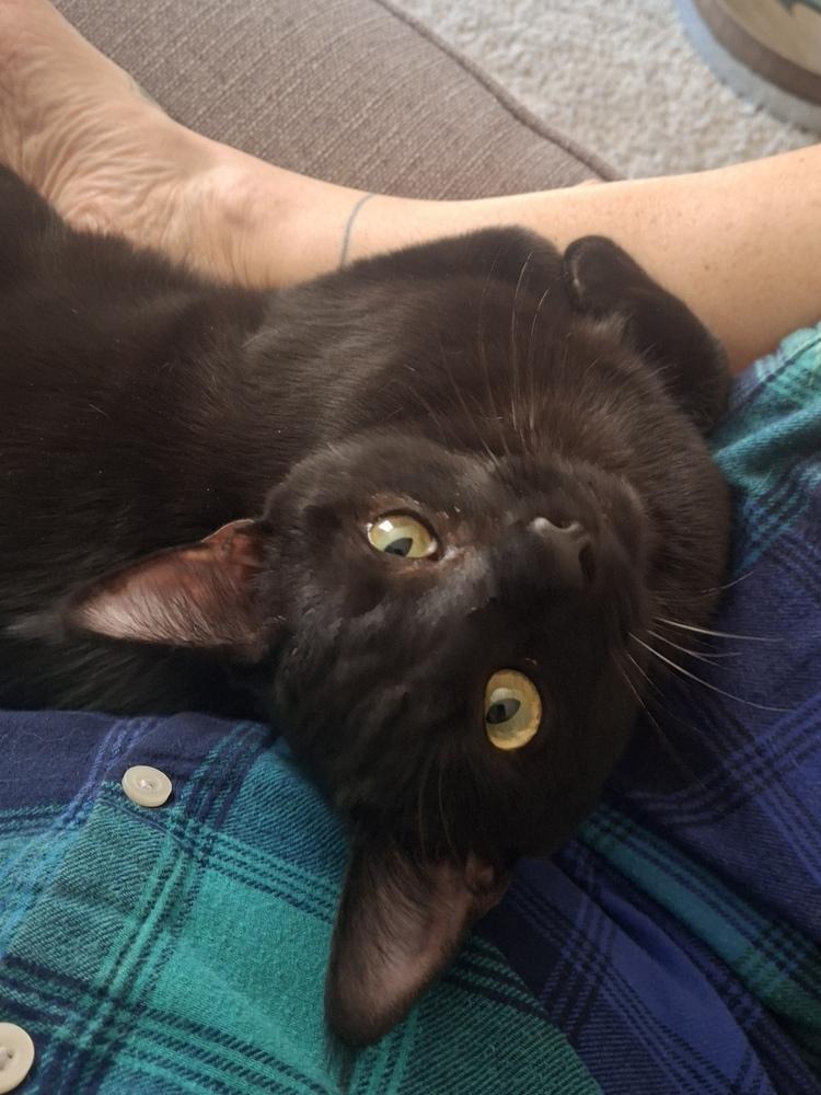 Enlarge Blackberry Hedge 2160, a Adoptable Domestic Short Hair in Dallas, TX image 3/4