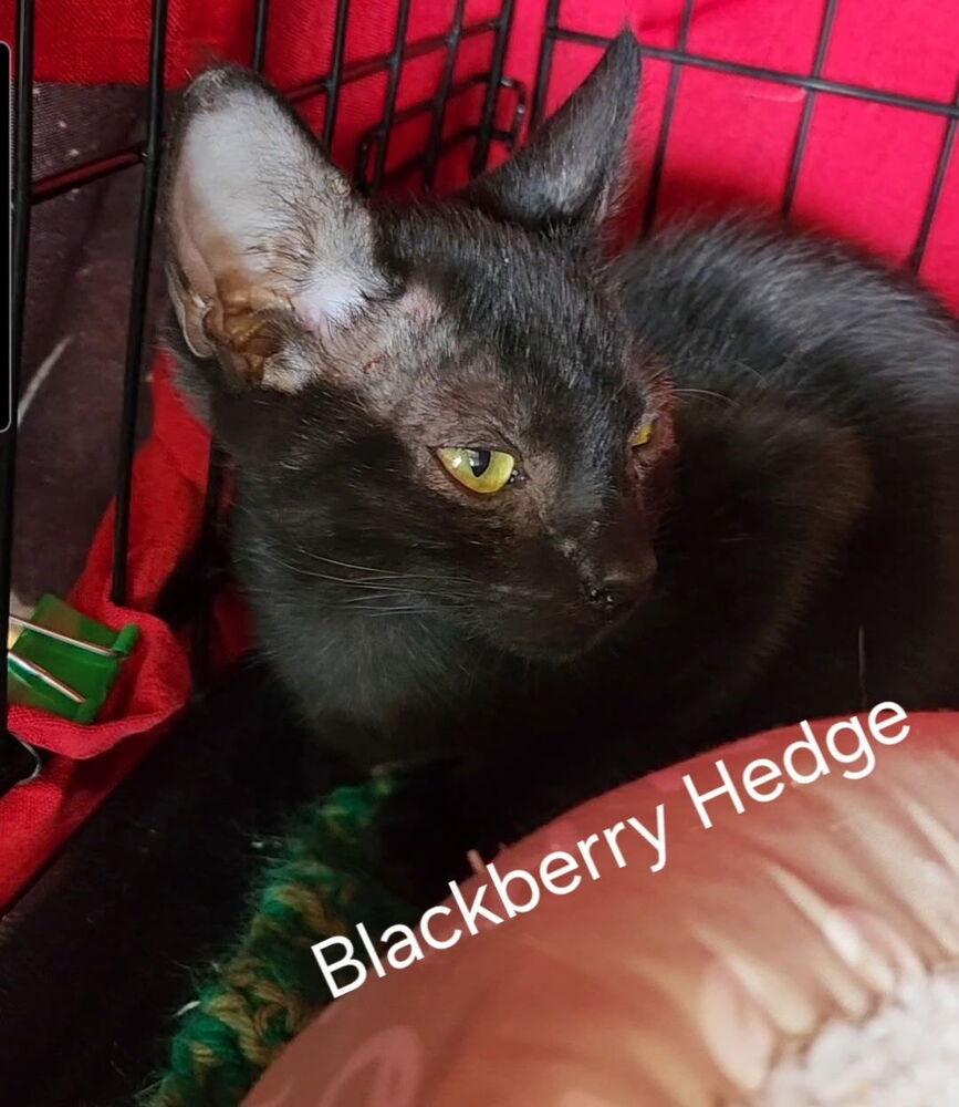 Enlarge Blackberry Hedge 2160, a Adoptable Domestic Short Hair in Dallas, TX image 4/4