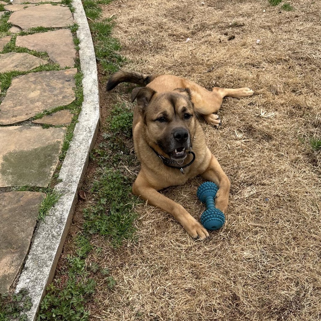 Enlarge Chance , a Adoptable mixed breed in CUMMING, GA image 3/3