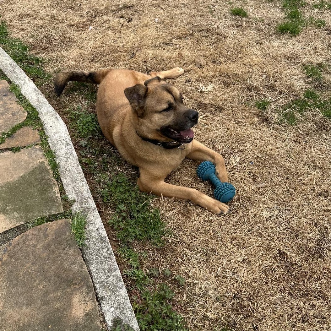 Enlarge Chance , a Adoptable mixed breed in CUMMING, GA image 2/3