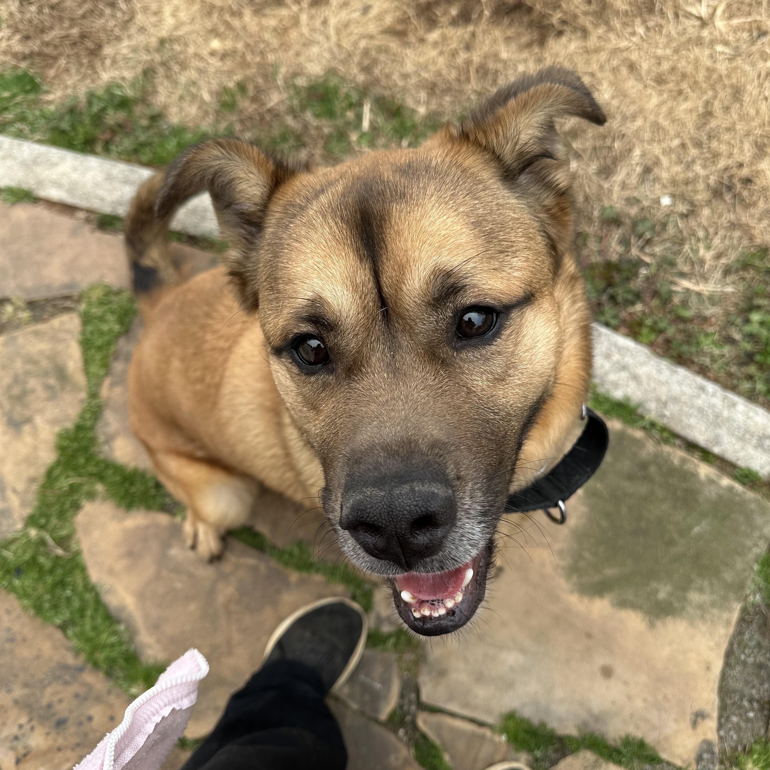 Chance , Adoptable, Young Male German Shepherd Dog.