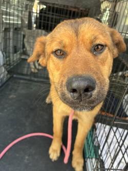 Dorothea, Adoptable, Adult Female Shepherd & Mixed Breed.