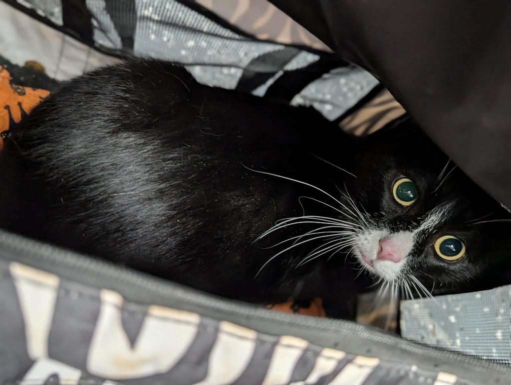 Princeton, Adopted, Adult Male Tuxedo.